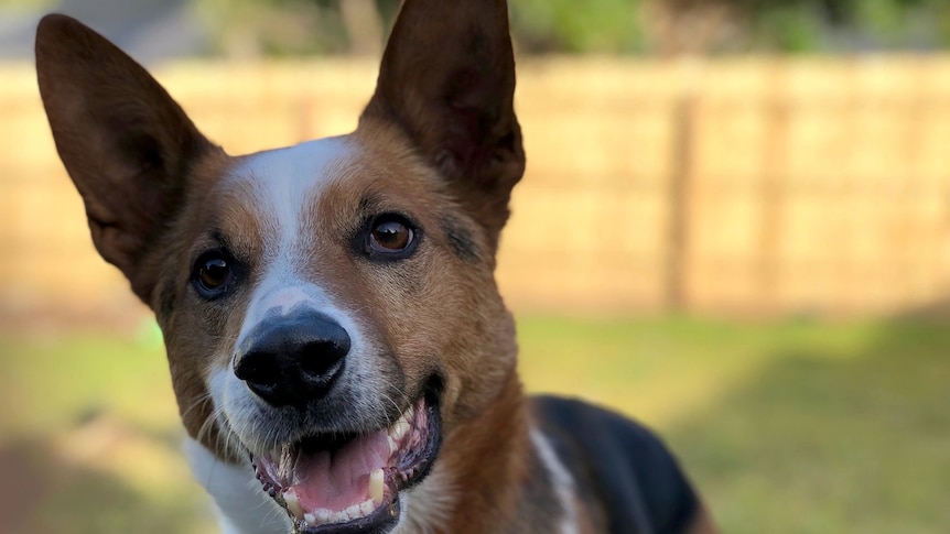 Benji the dog looks at the camera.