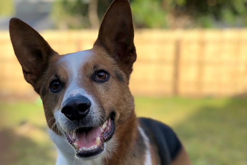 Benji the dog looks at the camera.