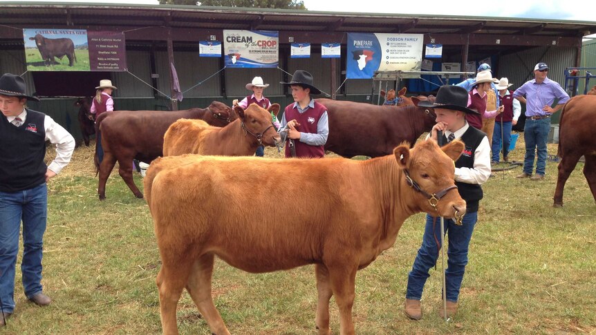 Cattle looking their best at the Scottsdale show