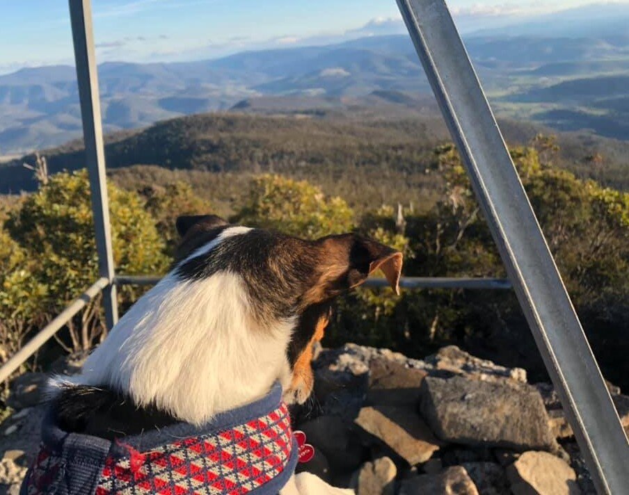 Meet Biscuit, the mountainclimbing miniature fox terrier from Tasmania