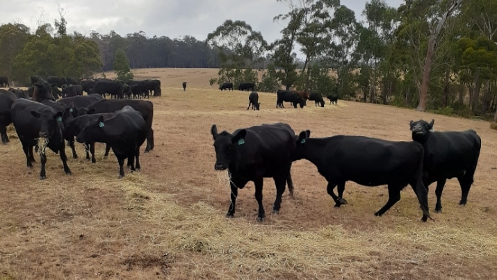 Cattle eating hay in a dry smoky paddock at Matthew Rijs' property.