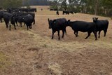 Cattle eating hay in a dry smoky paddock at Matthew Rijs' property.