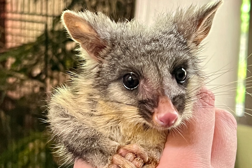 Close up of an orphaned Brushtail Possum sitting in a persons hand