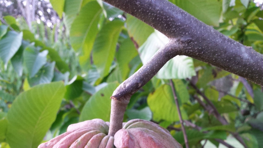 A pretty pink custard apple.