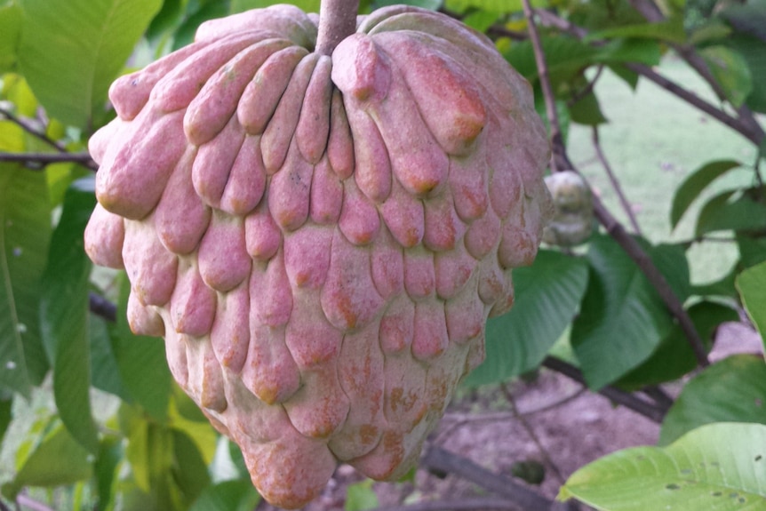 A pretty pink custard apple.