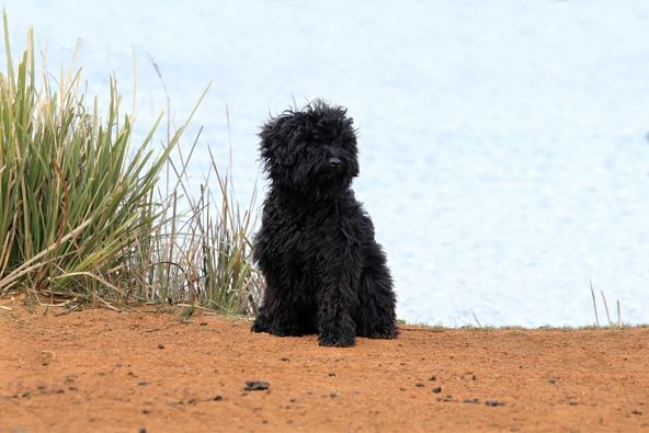 A black labradoodle sits on the shore. There's water behind.