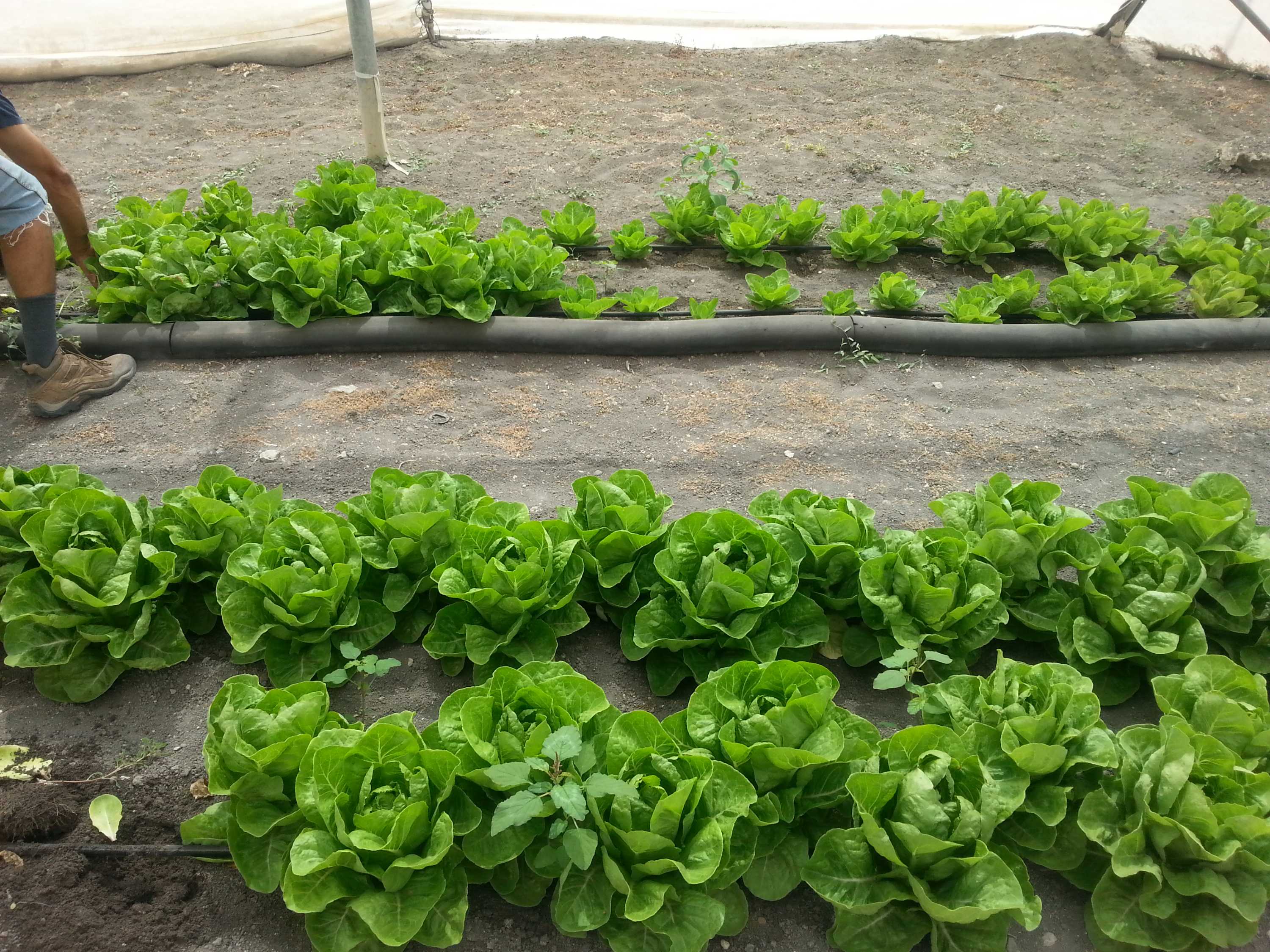 Technology uses condensation and renewable energy to irrigate crops ...