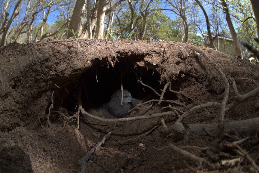 Fluffy grey chick sitting in underground burrow, surrounded by dirt and roots.