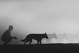 Illustration of shadow of man and his dog walking away representing the experience of putting down a pet dog.
