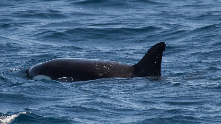 whale swimming in the ocean