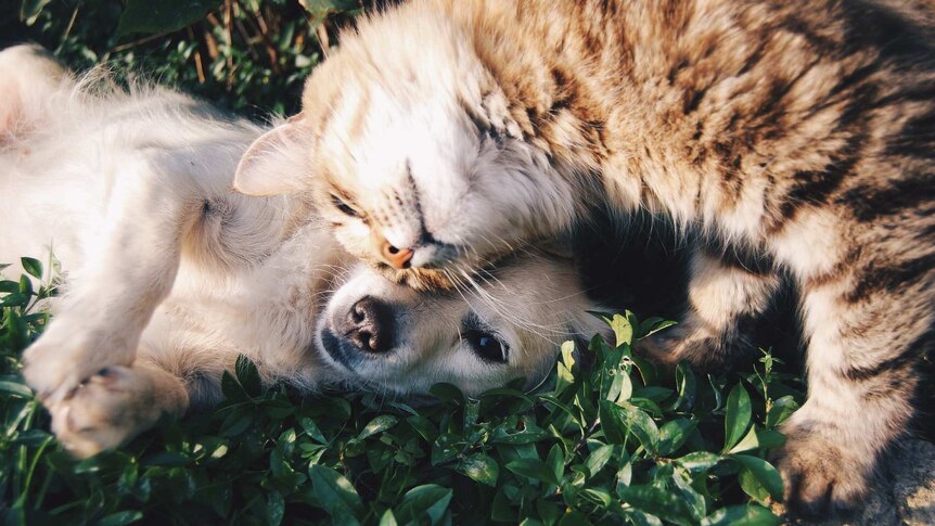 A cat and a dog snuggle on the grass contentedly