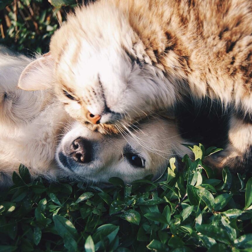 A cat and a dog snuggle on the grass contentedly