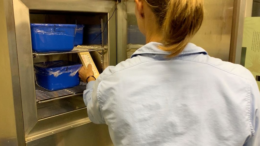 A woman checks a thermometer inside an incubator containing blue ice cream containers.