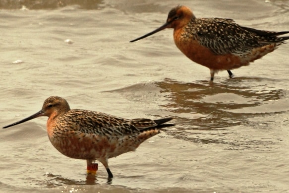 Bar-tailed godwit AKK photographed in China.