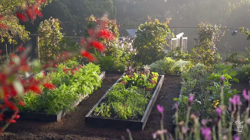Rows of garden beds with vegetables growing in them.