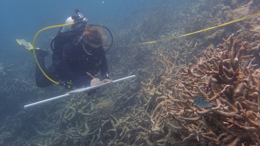 A researcher swims by minor damage on Great Barrier Reef