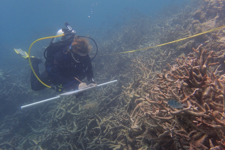 A researcher swims by minor damage on Great Barrier Reef