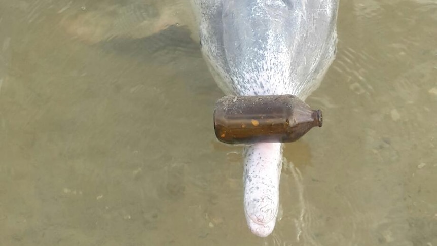 A dolphin in the water swims with a brown bottle on its nose.