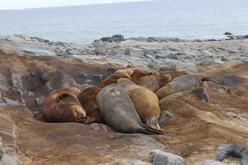 Elephant seals wallow at Prydz Bay.