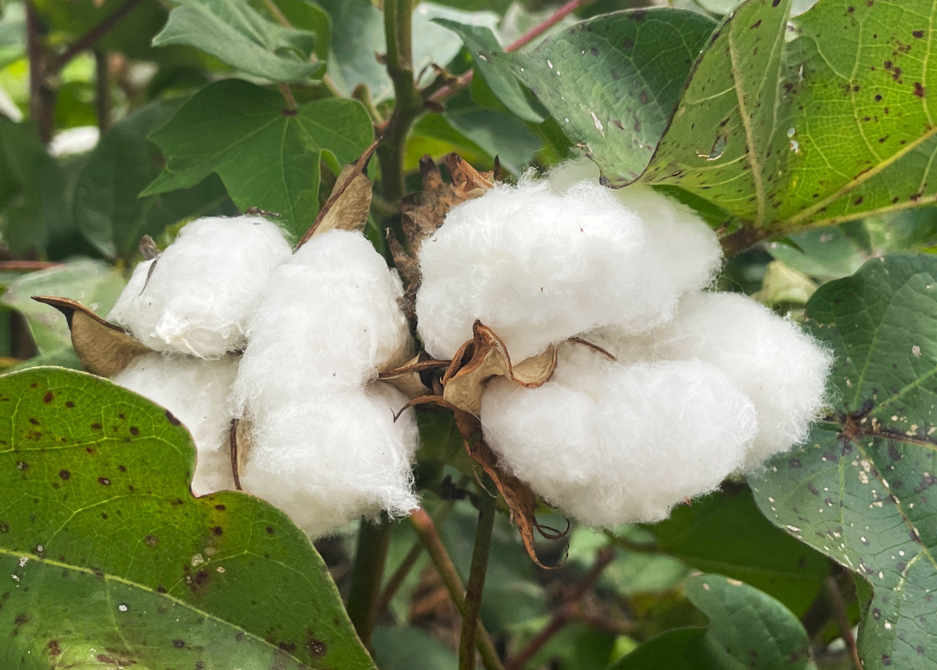 A close up photo of cotton on the plant, it's bright and fluffy attached to a green plant with large leaves