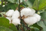 A close up photo of cotton on the plant, it's bright and fluffy attached to a green plant with large leaves