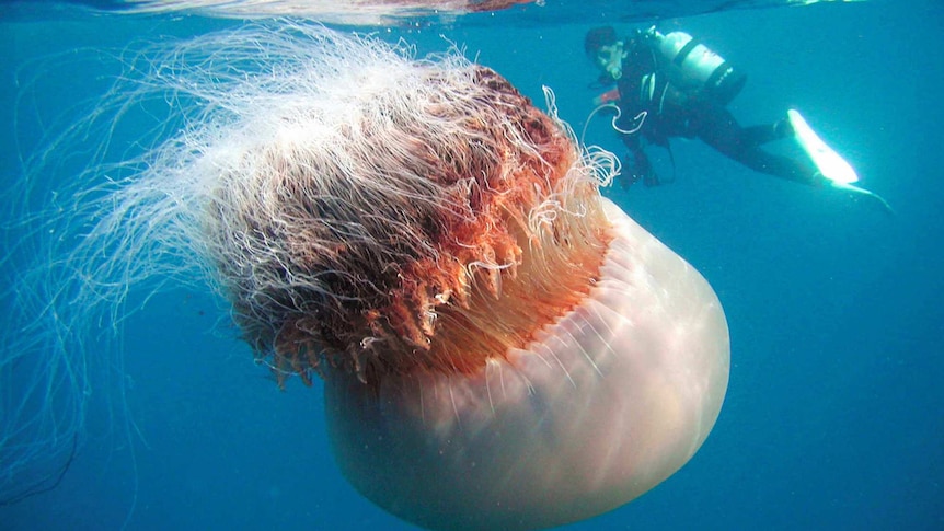 Enormous Nomura's jellyfish in the sea next to a scuba diver