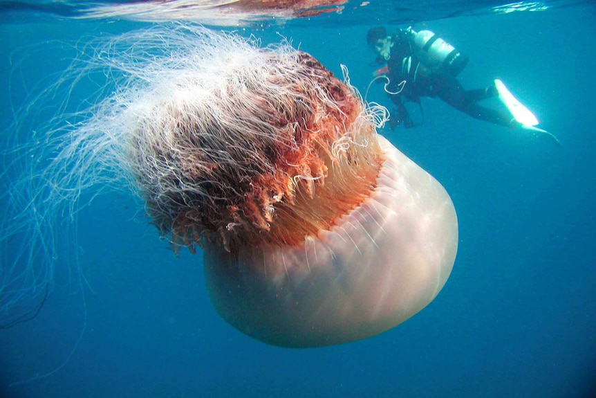Enormous Nomura's jellyfish in the sea next to a scuba diver