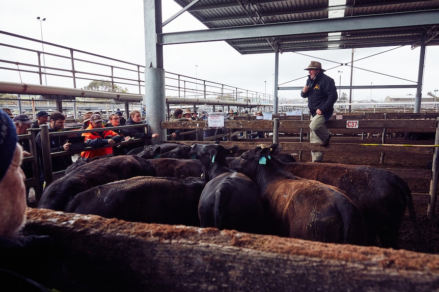 A cattle sale