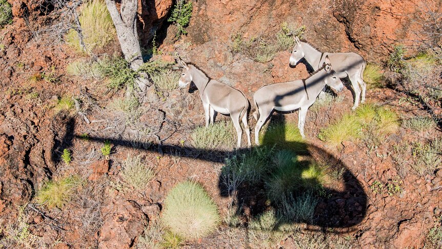Three donkeys and the shadow of a helicopter on a rocky slope at Mistake Creek Station.