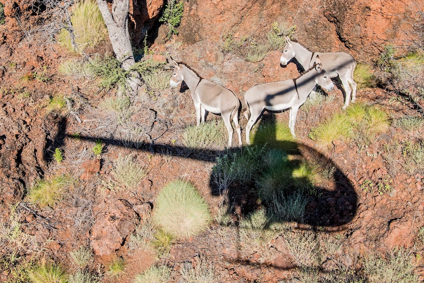 Three donkeys and the shadow of a helicopter on a rocky slope at Mistake Creek Station.