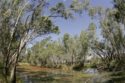 Australia's Murray Darling Basin is in crisis