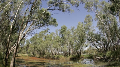 Australia's Murray Darling Basin is in crisis