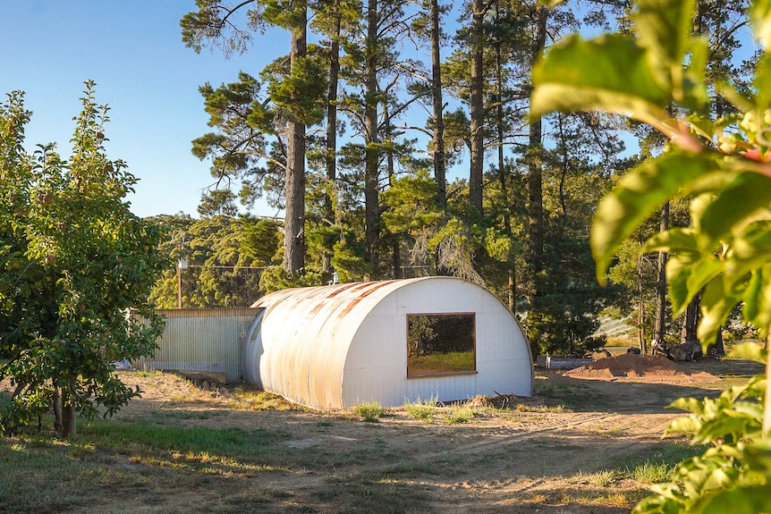 A long white corrugated iron hut overlooks apple trees at sunset.