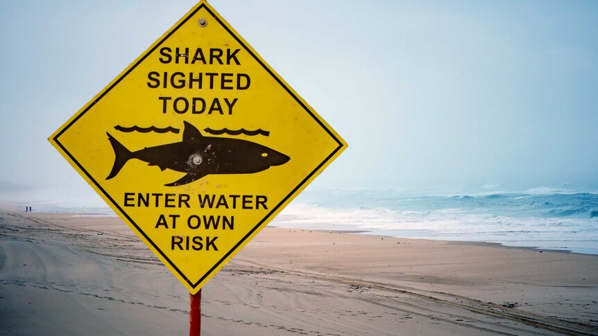 A warning sign saying 'Shark Sighted Today - Enter Water At Own Risk' on a beach.