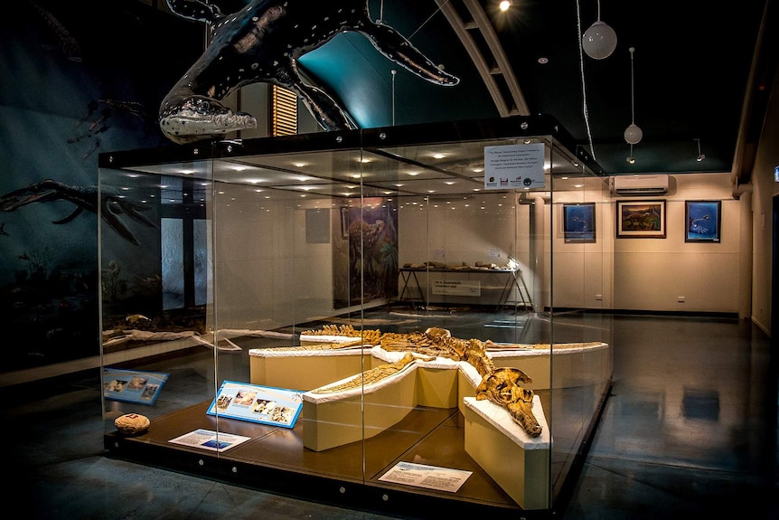 A fossilised plesiosaur skeleton on display in a glass case in the Kronosaurus Korner museum.