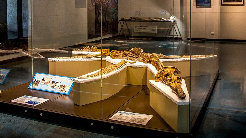 A fossilised plesiosaur skeleton on display in a glass case in the Kronosaurus Korner museum.
