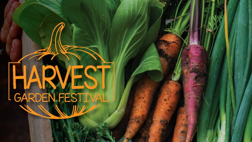 Harvest Garden Festival logo in orange with carrots, bok choy and spring onions in teh background