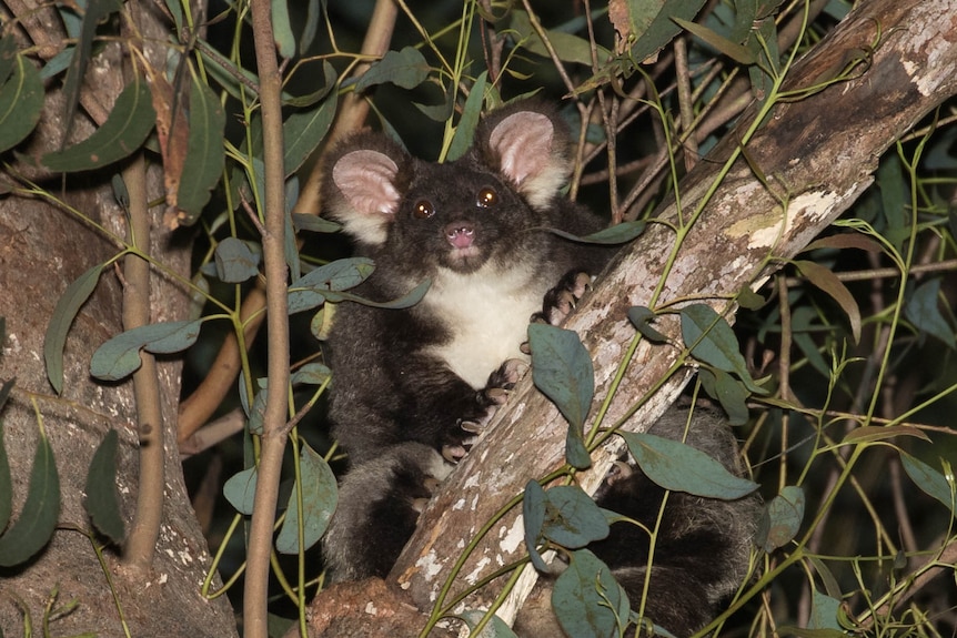A grey and white furry glider sits in a tree among leaves at night