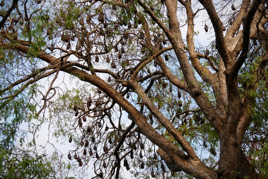 Chauves-souris se perchant dans un grand arbre