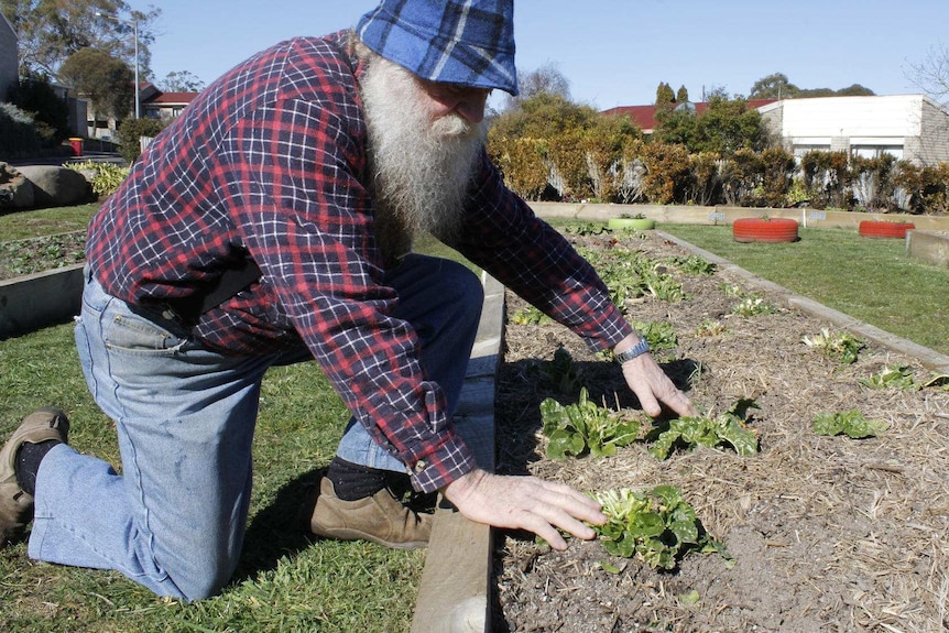 Ravenswood community garden volunteer Peter Richards looking at damage to the community garden.