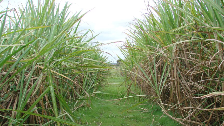 Sugarcane avenue