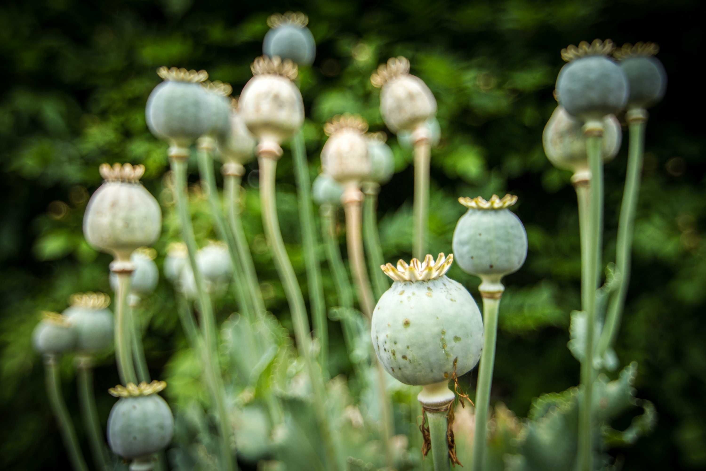 Taliban ban poppy cultivation in drug crackdown - ABC listen