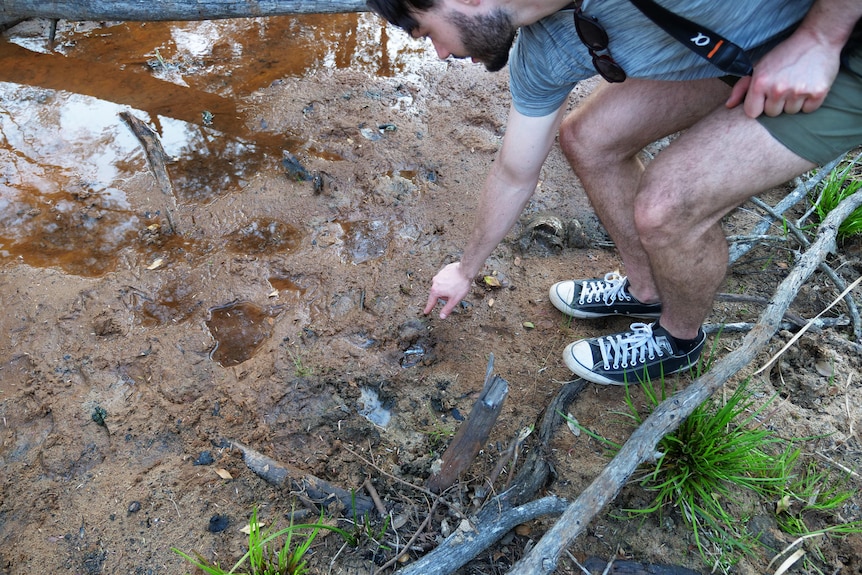 A man points at wombat footprints in mud
