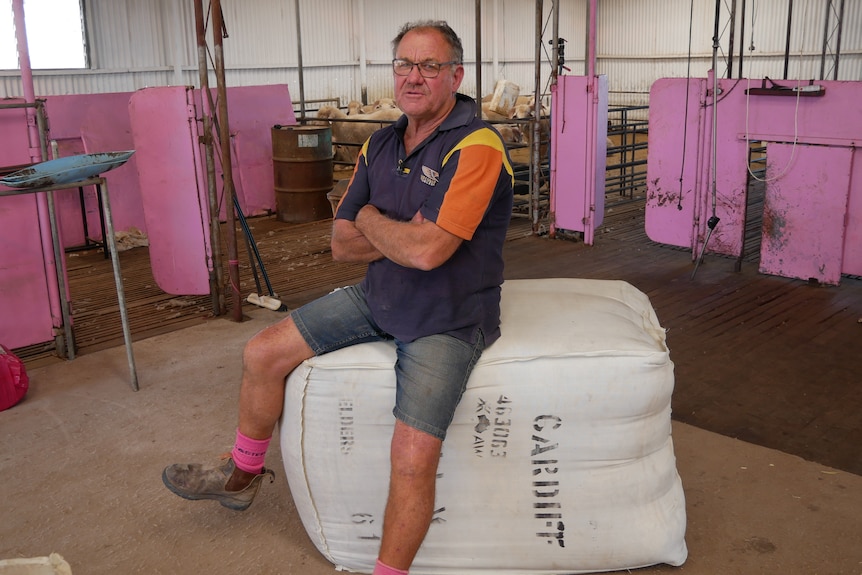 Man wearing glasses, a blue shirt and shorts, sits on bale of wool in a shearing shed