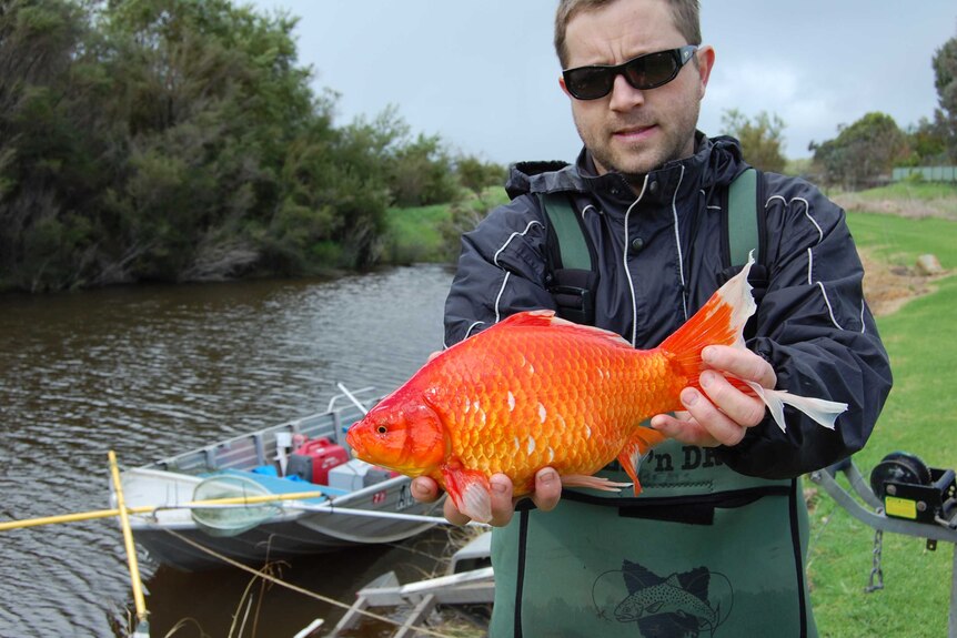 Dr Stephen Beatty with a  large goldfish found in the Vasse River in Busselton.