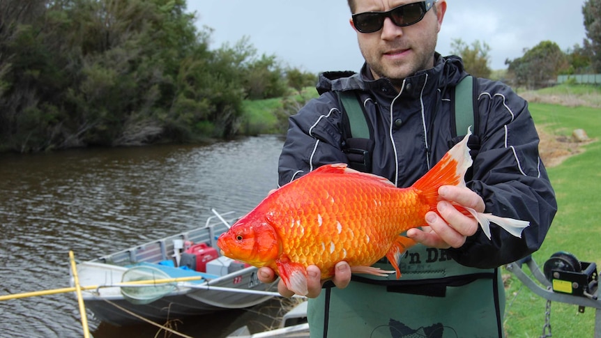 Dr Stephen Beatty with a  large goldfish found in the Vasse River in Busselton.