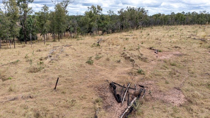 An area of cleared land bordered by tall trees.