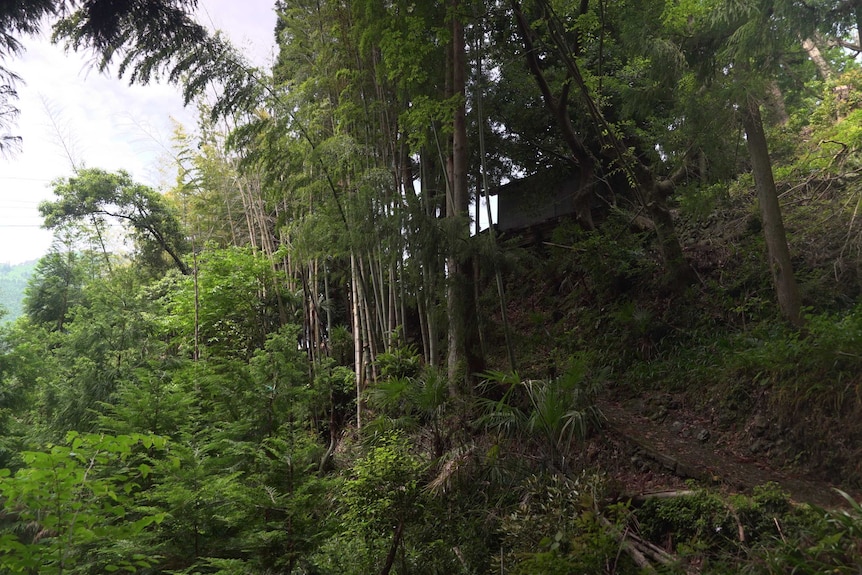 The path leading up to a house in the hills of Kamikatsu, Japan.