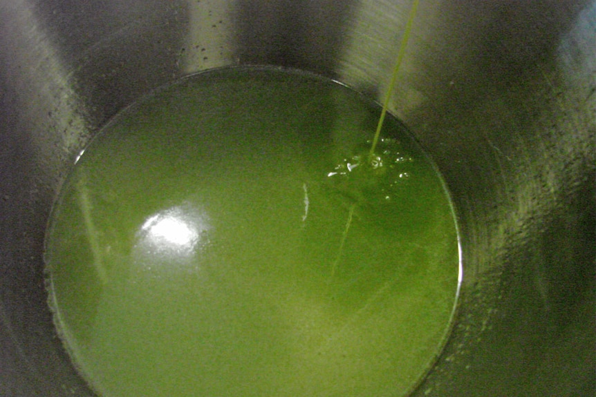 Olive oil extraction 3