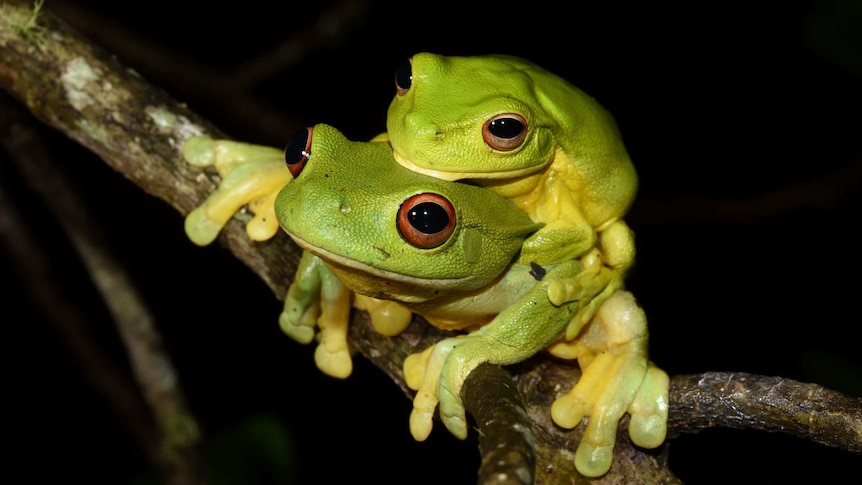 A red-eyed tree frog